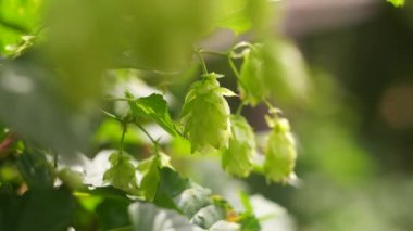 Hop field landscape in sunny day. Hop trees On blue sky background, Green ripe hop cones on the plantation on black background in backlit.ripe hop cones on plantation against bright summer sunlight.