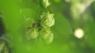 Hop field landscape in sunny day. Hop trees On blue sky background, Green ripe hop cones on the plantation on black background in backlit.ripe hop cones on plantation against bright summer sunlight.