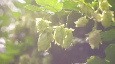 Hop field landscape in sunny day. Hop trees On blue sky background, Green ripe hop cones on the plantation on black background in backlit.ripe hop cones on plantation against bright summer sunlight.