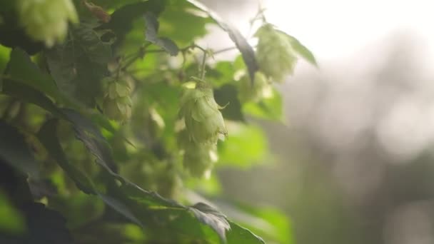 Hop Τοπίο Τομέα Στην Ηλιόλουστη Μέρα Hop Δέντρα Στο Μπλε — Αρχείο Βίντεο