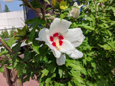 huge white flower. white and red petals. bush with large flowers. the wind sways the white flowers. Hibiscus syriacus white with deep red center rose of Sharon 'Red Heart' flower isolated on white.