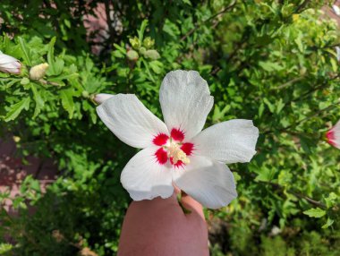 huge white flower. white and red petals. bush with large flowers. the wind sways the white flowers. Hibiscus syriacus white with deep red center rose of Sharon 'Red Heart' flower isolated on white.