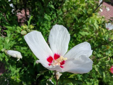 huge white flower. white and red petals. bush with large flowers. the wind sways the white flowers. Hibiscus syriacus white with deep red center rose of Sharon 'Red Heart' flower isolated on white.