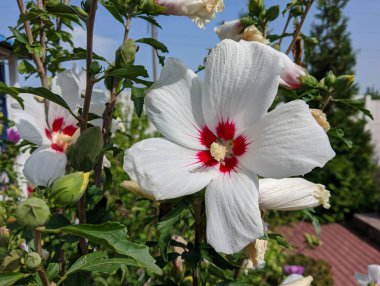huge white flower. white and red petals. bush with large flowers. the wind sways the white flowers. Hibiscus syriacus white with deep red center rose of Sharon 'Red Heart' flower isolated on white.