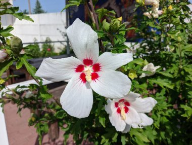 huge white flower. white and red petals. bush with large flowers. the wind sways the white flowers. Hibiscus syriacus white with deep red center rose of Sharon 'Red Heart' flower isolated on white.