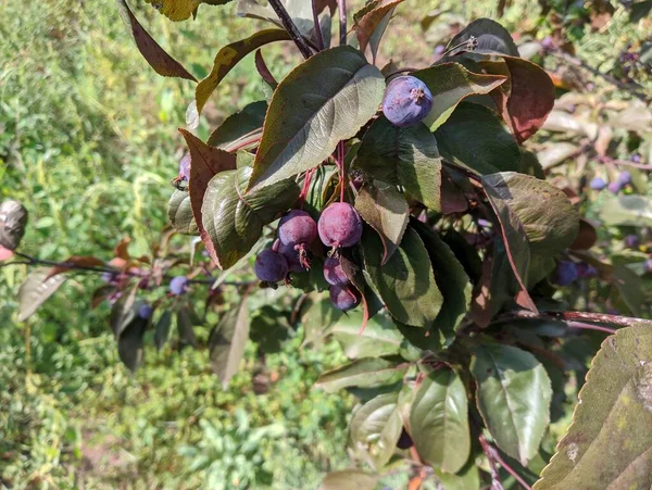 Apple Tree Helena Very Small Apples Tree Dwarf Apple Tree — Stock Photo, Image