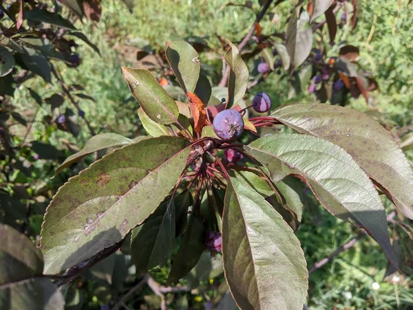 Apple Tree Helena Very Small Apples Tree Dwarf Apple Tree — Fotografia de Stock