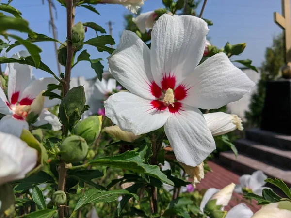 huge white flower. white and red petals. bush with large flowers. the wind sways the white flowers. Hibiscus syriacus white with deep red center rose of Sharon 'Red Heart' flower isolated on white.