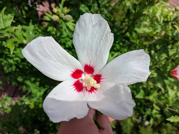 huge white flower. white and red petals. bush with large flowers. the wind sways the white flowers. Hibiscus syriacus white with deep red center rose of Sharon \'Red Heart\' flower isolated on white.