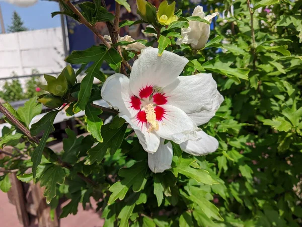 huge white flower. white and red petals. bush with large flowers. the wind sways the white flowers. Hibiscus syriacus white with deep red center rose of Sharon 'Red Heart' flower isolated on white.
