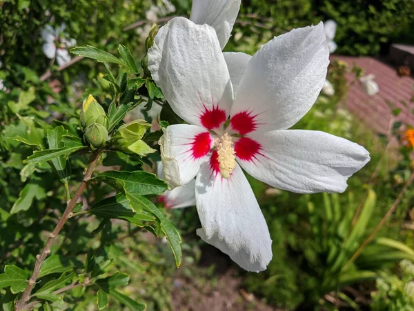 Huge White Flower White Red Petals Bush Large Flowers Wind — 스톡 사진