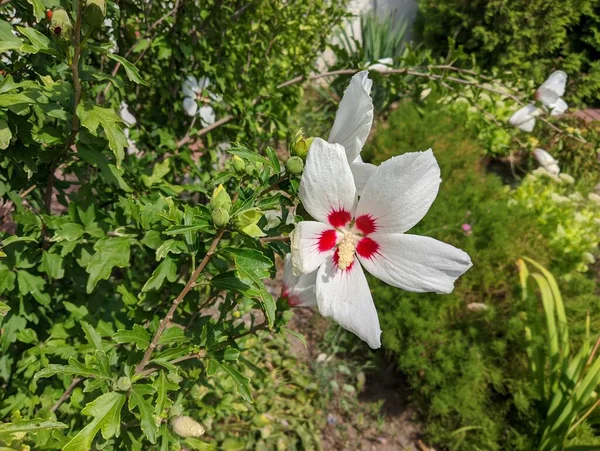huge white flower. white and red petals. bush with large flowers. the wind sways the white flowers. Hibiscus syriacus white with deep red center rose of Sharon 'Red Heart' flower isolated on white.