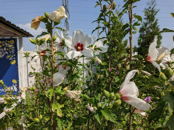 huge white flower. white and red petals. bush with large flowers. the wind sways the white flowers. Hibiscus syriacus white with deep red center rose of Sharon \'Red Heart\' flower isolated on white.