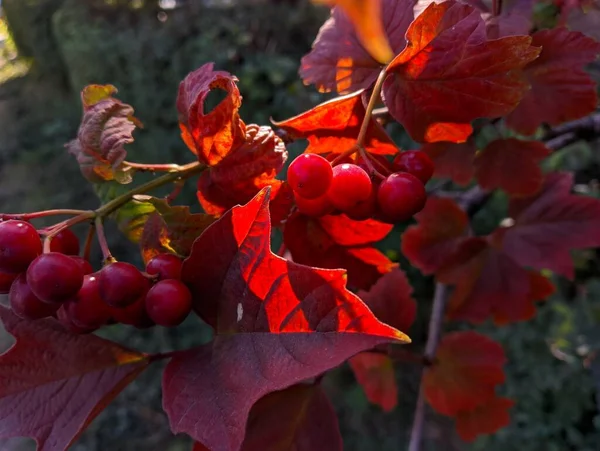 Red Viburnum Branches Close Red Bunches Ripe Viburnum Branch Autumn — 图库照片