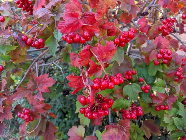 Red Viburnum Branches Close Red Bunches Ripe Viburnum Branch Autumn — ストック写真