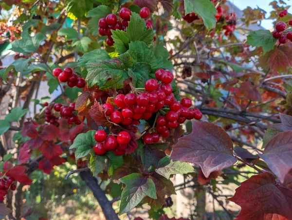 Red Viburnum Branches Close Red Bunches Ripe Viburnum Branch Autumn — Foto de Stock