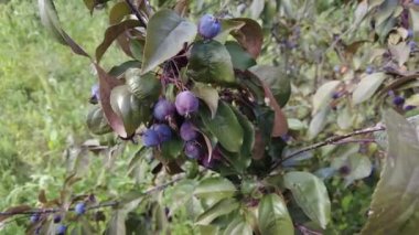 Apple tree Helena. Very small apples on the tree. dwarf apple tree. dark apples. Decoration of the urban boulevards Crabapple and wild apple.