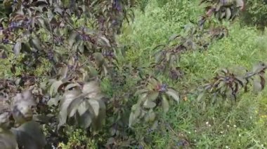 Apple tree Helena. Very small apples on the tree. dwarf apple tree. dark apples. Decoration of the urban boulevards Crabapple and wild apple.