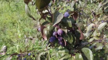 Apple tree Helena. Very small apples on the tree. dwarf apple tree. dark apples. Decoration of the urban boulevards Crabapple and wild apple.