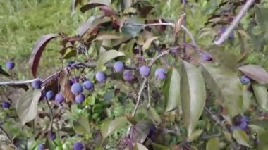 Apple tree Helena. Very small apples on the tree. dwarf apple tree. dark apples. Decoration of the urban boulevards Crabapple and wild apple.