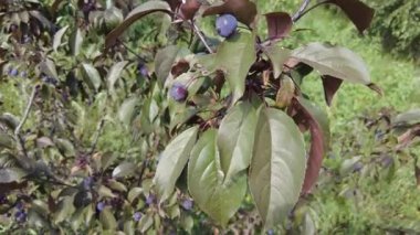 Apple tree Helena. Very small apples on the tree. dwarf apple tree. dark apples. Decoration of the urban boulevards Crabapple and wild apple.