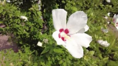 huge white flower. red and white flower. large white-red petals. bush with large flowers. the wind sways the white flowers.