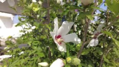 huge white flower. red and white flower. large white-red petals. bush with large flowers. the wind sways the white flowers.