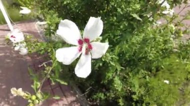 huge white flower. white and red petals. bush with large flowers. the wind sways the white flowers. Hibiscus syriacus white with deep red center rose of Sharon 'Red Heart' flower isolated on white.