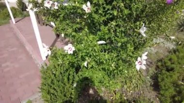 huge white flower. white and red petals. bush with large flowers. the wind sways the white flowers. Hibiscus syriacus white with deep red center rose of Sharon 'Red Heart' flower isolated on white.