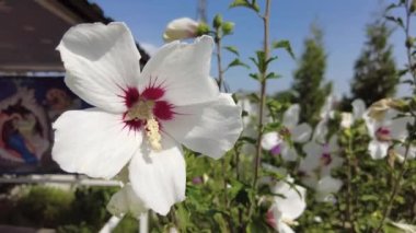 huge white flower. red and white flower. large white-red petals. bush with large flowers. the wind sways the white flowers.