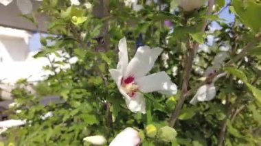 huge white flower. red and white flower. large white-red petals. bush with large flowers. the wind sways the white flowers.