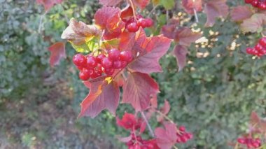 red viburnum on the branches. Close-up of red bunches of ripe viburnum on a branch in autumn sunlight. Viburnum opulus guelder-rose berries on a twig close-up. Guelder rose growth. Symbol of Ukraine.