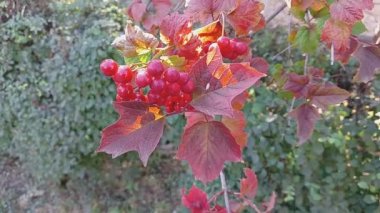 red viburnum on the branches. Close-up of red bunches of ripe viburnum on a branch in autumn sunlight. Viburnum opulus guelder-rose berries on a twig close-up. Guelder rose growth. Symbol of Ukraine.
