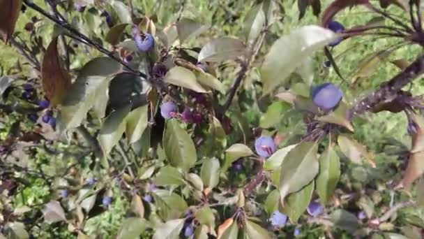 Μηλιά Έλενα Πολύ Μικρά Μήλα Στο Δέντρο Μηλιά Νάνος Σκούρα — Αρχείο Βίντεο