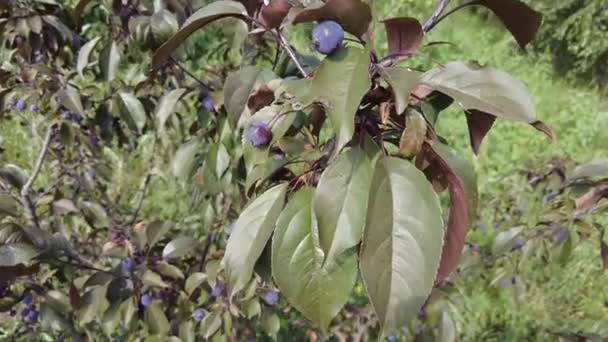 Apple Tree Helena Very Small Apples Tree Dwarf Apple Tree — Video Stock