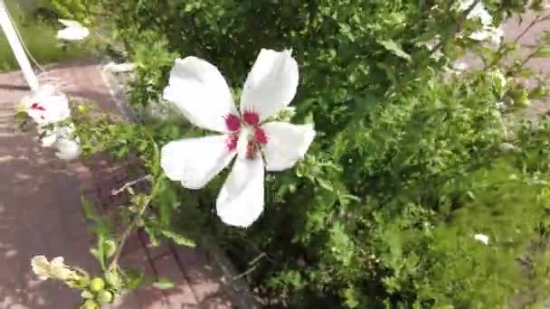 Огромный Белый Цветок Белые Красные Лепестки Куст Большими Цветами Ветер — стоковое видео