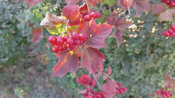 Red Viburnum Branches Close Red Bunches Ripe Viburnum Branch Autumn — 비디오