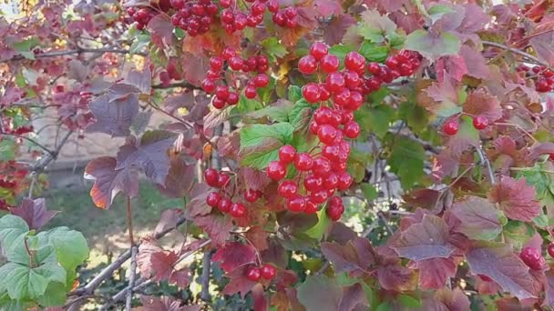 Red Viburnum Branches Close Red Bunches Ripe Viburnum Branch Autumn — Vídeos de Stock