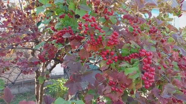 Red Viburnum Branches Close Red Bunches Ripe Viburnum Branch Autumn — Stockvideo