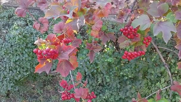 Red Viburnum Branches Close Red Bunches Ripe Viburnum Branch Autumn — 비디오
