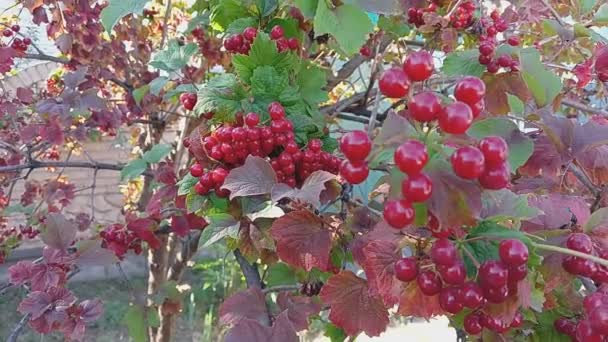 Red Viburnum Branches Close Red Bunches Ripe Viburnum Branch Autumn — Stockvideo