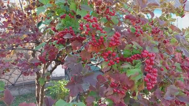 Red Viburnum Branches Close Red Bunches Ripe Viburnum Branch Autumn — Stock videók