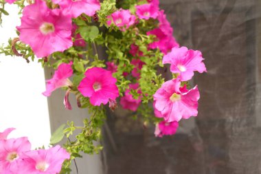 bright petunias in a pot. pink and red petunias. flowers in a pot. summer bright flowers.