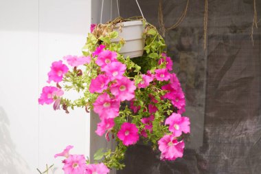 bright petunias in a pot. pink and red petunias. flowers in a pot. summer bright flowers.