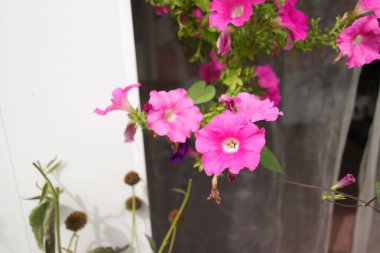 bright petunias in a pot. pink and red petunias. flowers in a pot. summer bright flowers.