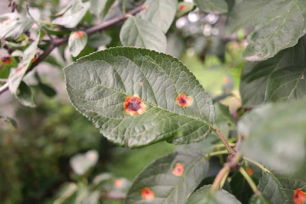 spots on the leaves. plant diseases. spoiled leaves. sick tree. disease spots on the tree.