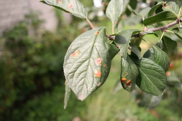 spots on the leaves. plant diseases. spoiled leaves. sick tree. disease spots on the tree.