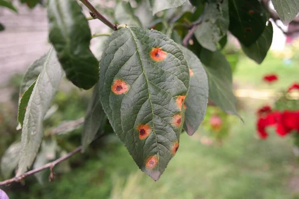 spots on the leaves. plant diseases. spoiled leaves. sick tree. disease spots on the tree.