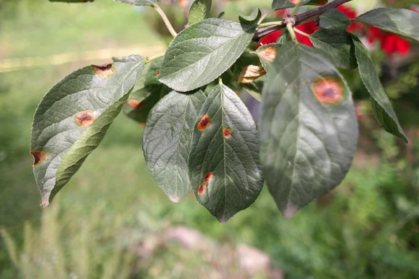 spots on the leaves. plant diseases. spoiled leaves. sick tree. disease spots on the tree.