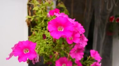 bright petunias in a pot. pink and red petunias. flowers in a pot. summer bright flowers.